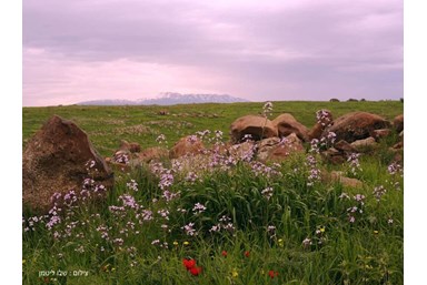 וילה בגב ההר - חצר הוילה