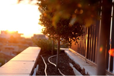 וילה עדי הכרמל