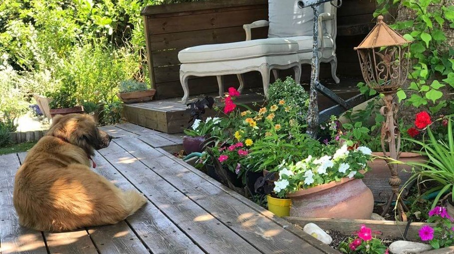 וילה דניאלה חצר (4).jpg